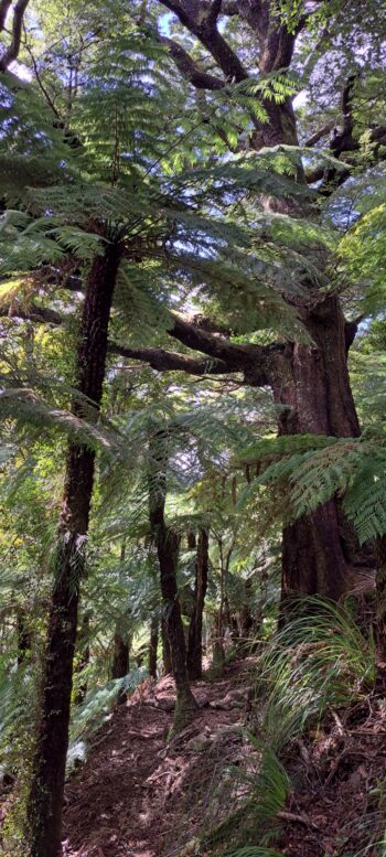 Trees on the hillside east of Sledge Track - 2025 - © wainuiomata.net