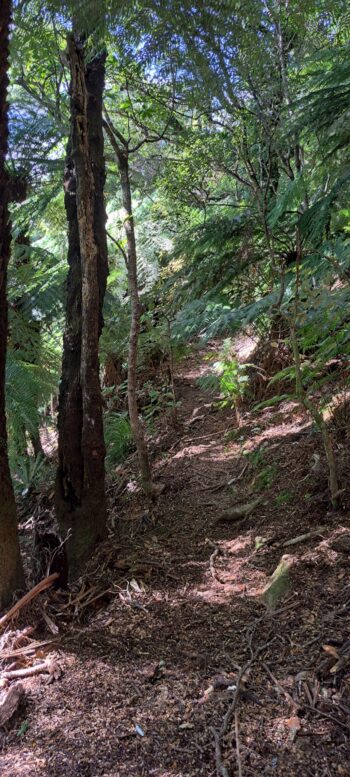 Hillside east of Sledge Track - 2025 - © wainuiomata.net