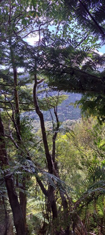 View from the hillside east of Sledge Track - 2025 - © wainuiomata.net