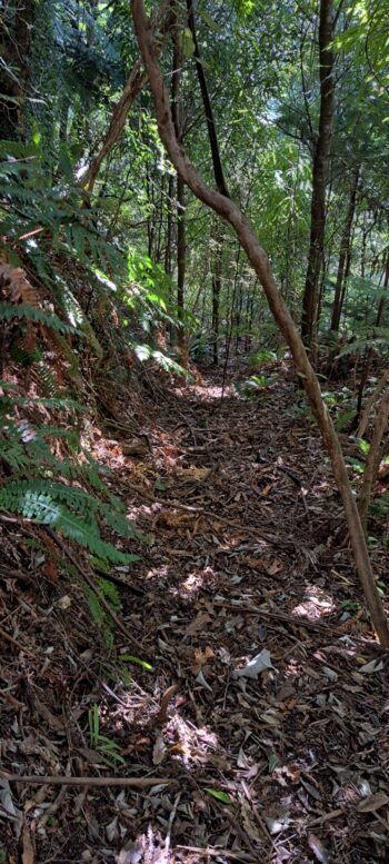 Branch track off the mystery bench track - 2025 - © wainuiomata.net