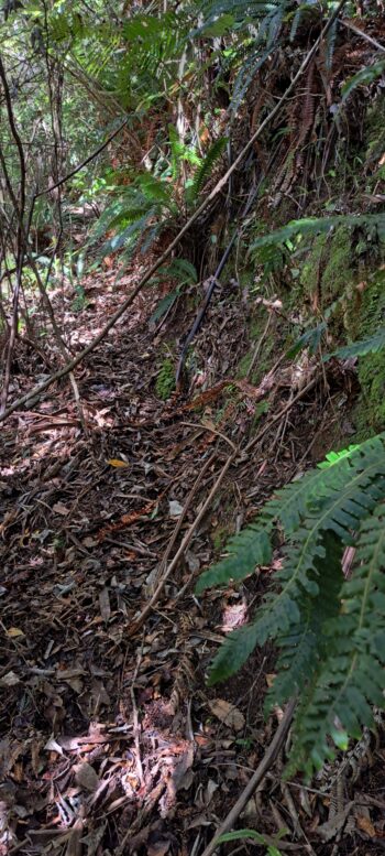 Branch track off the mystery bench track - 2025 - © wainuiomata.net