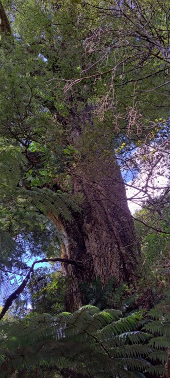 Large tree near the branch track off the mystery bench track - 2025 - © wainuiomata.net