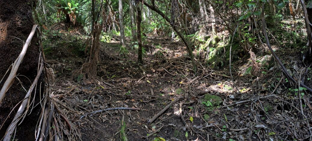 Branch track off the mystery bench track - 2025 - © wainuiomata.net