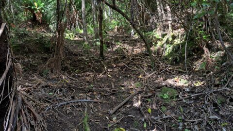 Branch track off the mystery bench track - 2025 - © wainuiomata.net