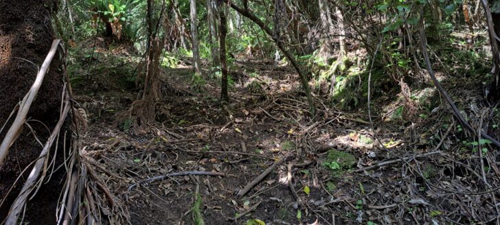 Branch track off the mystery bench track - 2025 - © wainuiomata.net