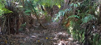 Mystery bench track - 2025 - © wainuiomata.net
