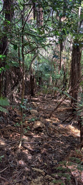 Mystery bench track - 2025 - © wainuiomata.net