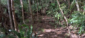 Mystery bench track - 2025 - © wainuiomata.net