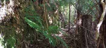 Cutting on the mystery bench track - 2025 - © wainuiomata.net