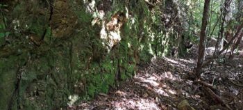 Cutting on the mystery bench track - 2025 - © wainuiomata.net