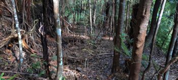 Mystery bench track - 2025 - © wainuiomata.net