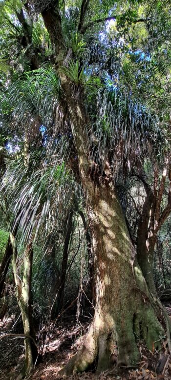 Big tree on the hillside east of Sledge Track - 2025 - © wainuiomata.net
