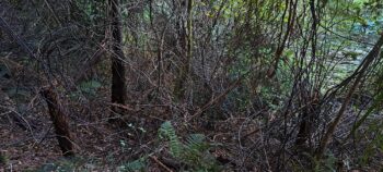 Supplejack covering a gully on the hillside east of Sledge Track - 2025 - © wainuiomata.net