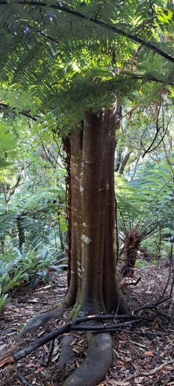 Big tree on the hillside east of Sledge Track - 2025 - © wainuiomata.net