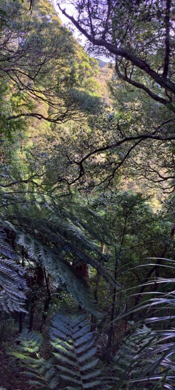 Forest on the hillside east of Sledge Track - 2025 - © wainuiomata.net