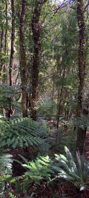 Forest on the hillside east of Sledge Track - 2025 - © wainuiomata.net