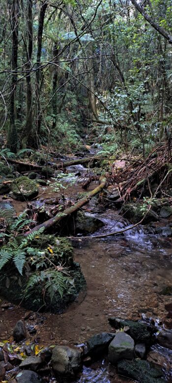 Sledge Track Creek - 2025 - © wainuiomata.net