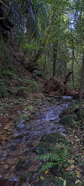 Sledge Track Creek - 2025 - © wainuiomata.net