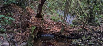 Sledge Track Creek - 2025 - © wainuiomata.net