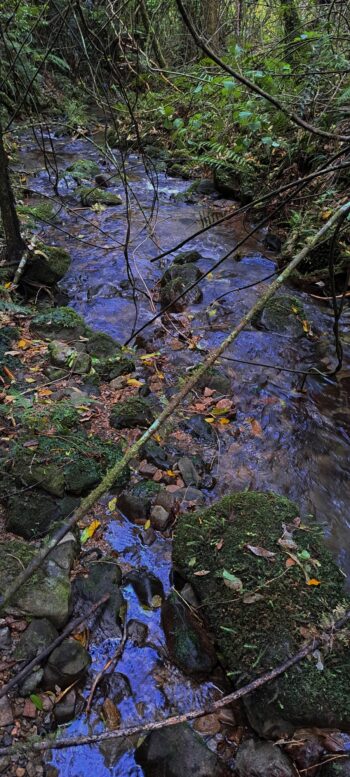 Sledge Track Creek - 2025 - © wainuiomata.net