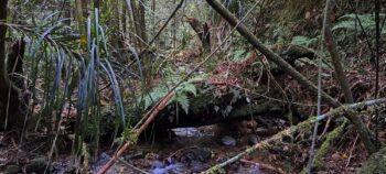Sledge Track Creek - 2025 - © wainuiomata.net
