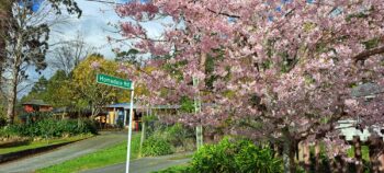 Hine Road & Homedale Road in Spring - 2025 - © wainuiomata.net