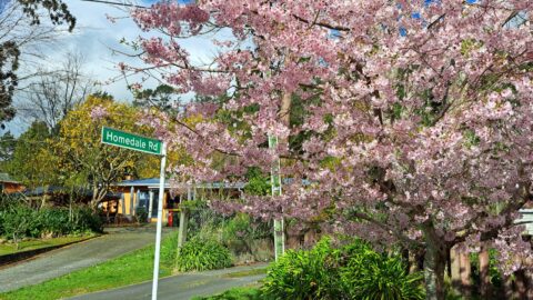 Hine Road & Homedale Road in Spring - 2025 - © wainuiomata.net