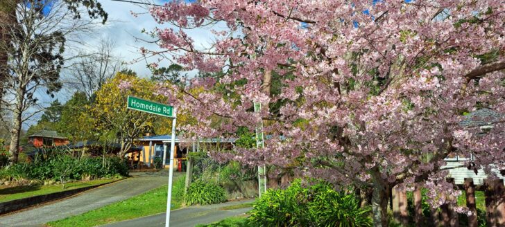 Hine Road & Homedale Road in Spring - 2025 - © wainuiomata.net