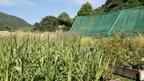 Plants destined for Baring Head. Credit Caroline Wood