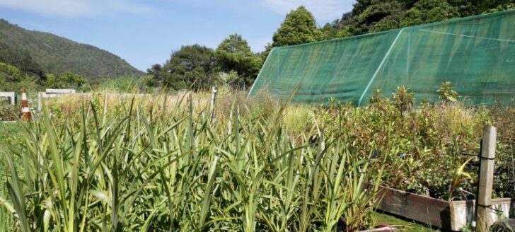 Plants destined for Baring Head. Credit Caroline Wood