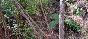 Geological Survey Route - 2025 - © wainuiomata.net