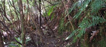 Geological Survey Route - 2025 - © wainuiomata.net