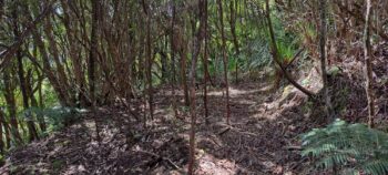 Geological Survey Route - 2025 - © wainuiomata.net