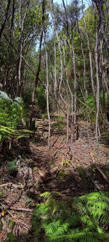 Geological Survey Route - 2025 - © wainuiomata.net