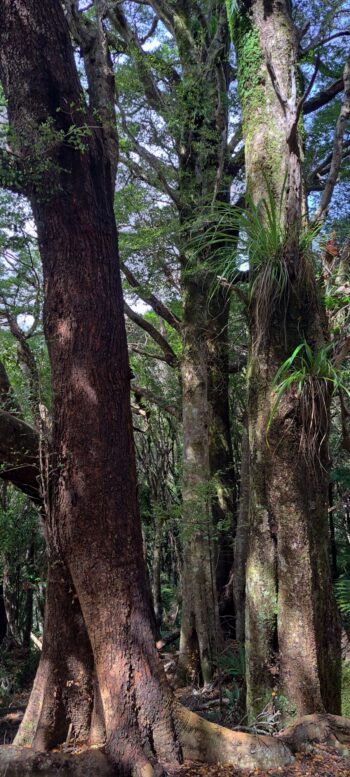 Beech trees Wainuiomata Regional Park - 2025 - © wainuiomata.net
