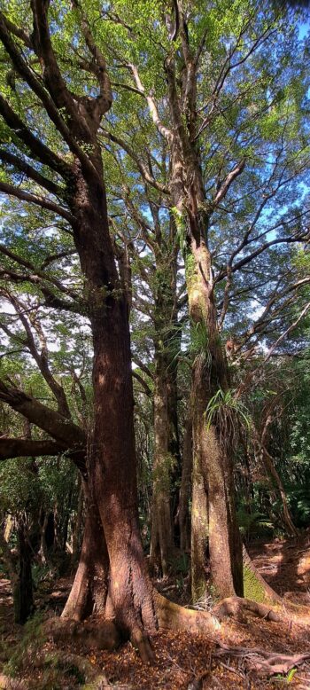 Beech trees Wainuiomata Regional Park - 2025 - © wainuiomata.net