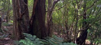 Beech trees Wainuiomata Regional Park - 2025 - © wainuiomata.net
