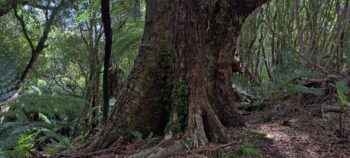 Beech tree Wainuiomata Regional Park - 2025 - © wainuiomata.net