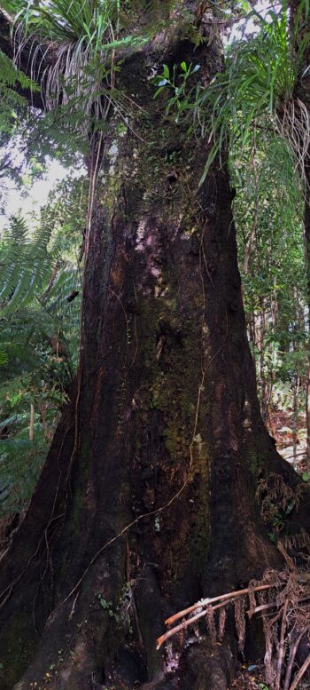 Beech tree Wainuiomata Regional Park - 2025 - © wainuiomata.net