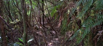 Geological Survey Route - 2025 - © wainuiomata.net