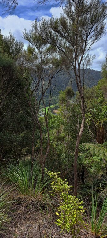 View from a Geological Survey Route - 2025 - © wainuiomata.net