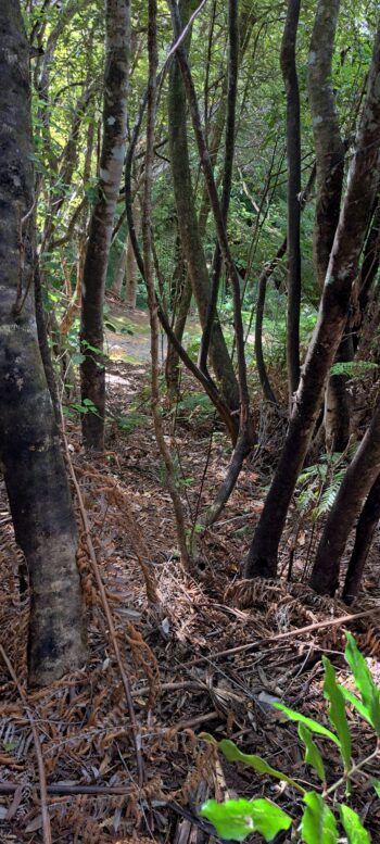 Geological Survey Route & Tana Umaga Track - 2025 - © wainuiomata.net