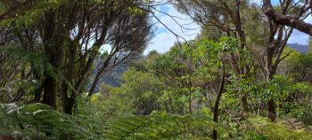 View from a Geological Survey Route - 2025 - © wainuiomata.net