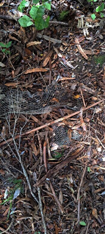 Chicken fence wire on a Geological Survey Route - 2025 - © wainuiomata.net