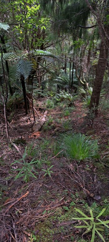 Geological Survey Route - 2025 - © wainuiomata.net