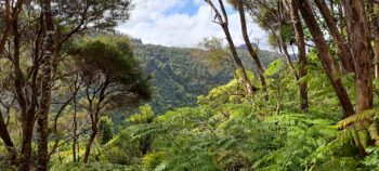 View from a Geological Survey Route - 2025 - © wainuiomata.net