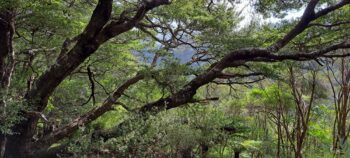 Beech trees Wainuiomata Regional Park - 2025 - © wainuiomata.net