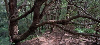 Beech trees Wainuiomata Regional Park - 2025 - © wainuiomata.net