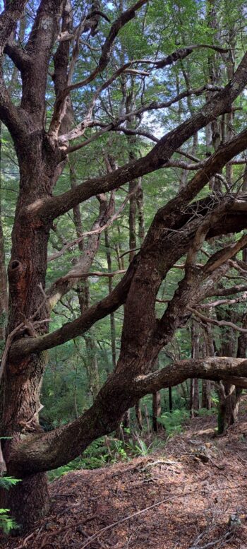 Beech trees Wainuiomata Regional Park - 2025 - © wainuiomata.net