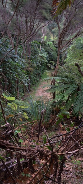 View of Tana Umaga Track - 2025 - © wainuiomata.net